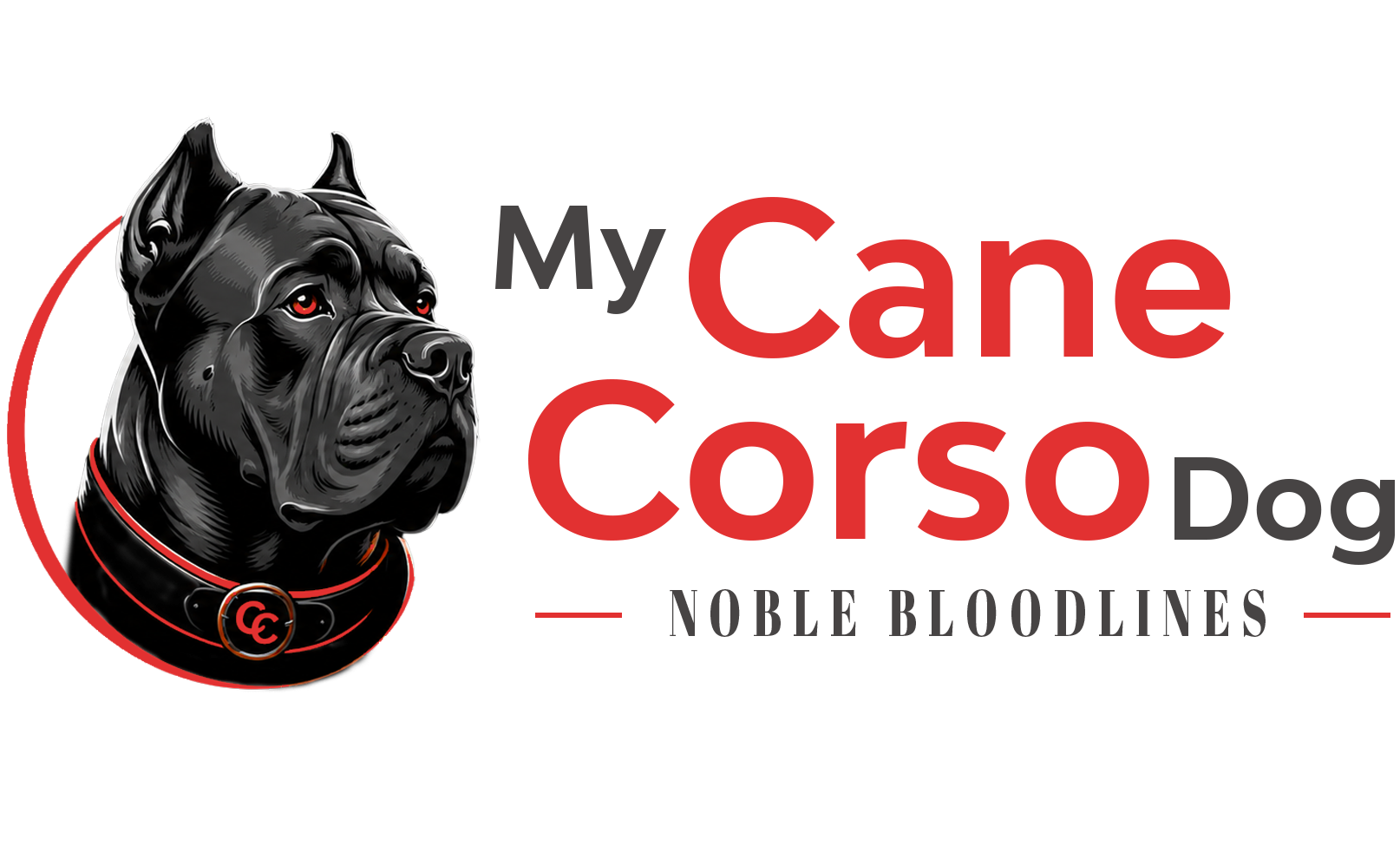 My Cane Corso Dog