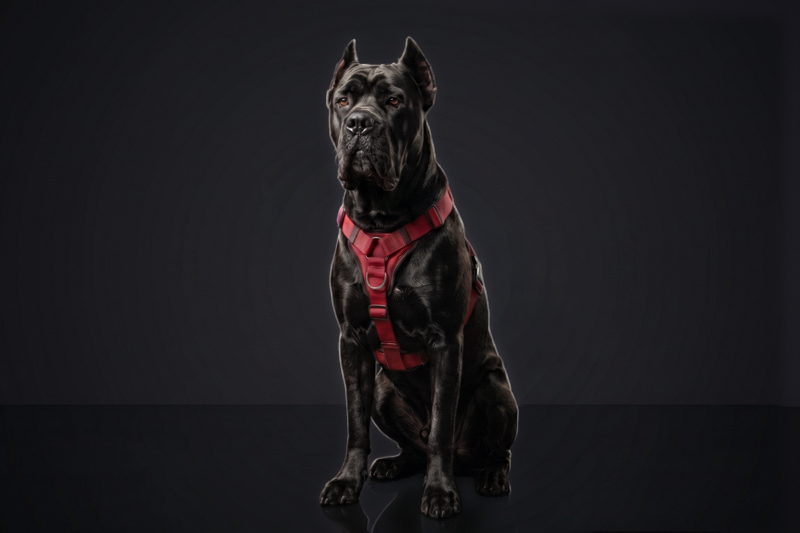 Cane Corso Sire