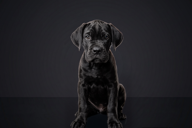 Cane Corso Puppy