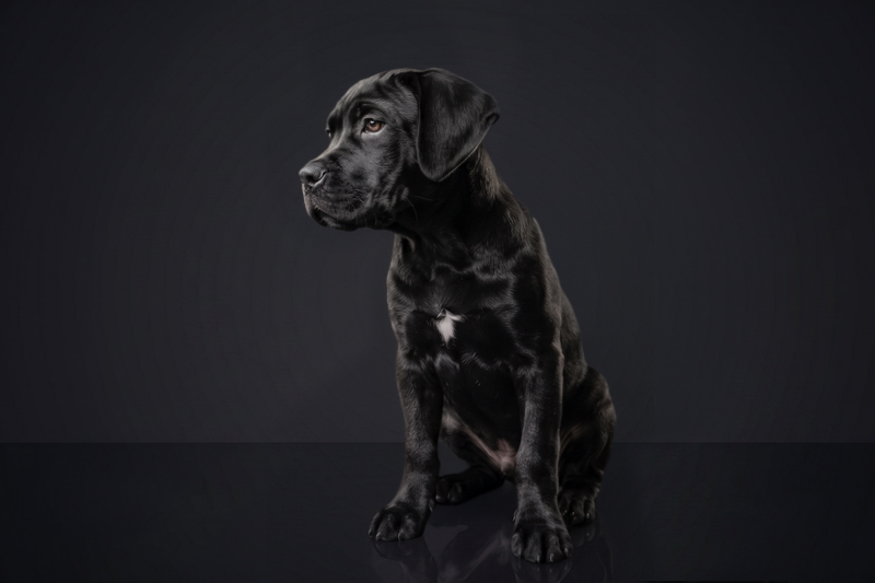 Cane Corso Puppy
